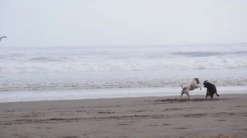Dogs playing together by the beach Stock Footage 110933914