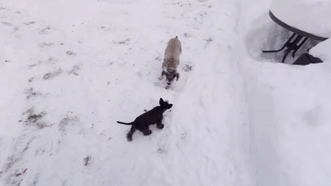 Dogs playing together in cold winter weather Stock Footage 323976811