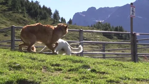 Dogs playing together Stock Footage 77462178