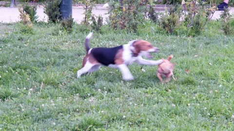 Dogs playing together Stock Footage 278732487