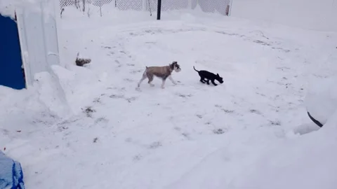 Dogs playing together in fresh winter snow Stock Footage 323976769