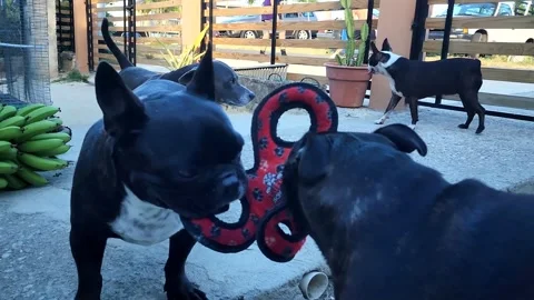 Dogs Playing With Toys Stock Footage 244269081