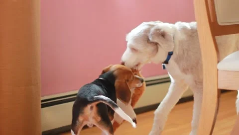 Dogs playing tug of war Video stock 2627576
