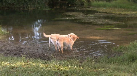 Dogs playing in the water  Vidéo 291487