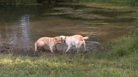 Dogs playing in the water Stock Footage 307280