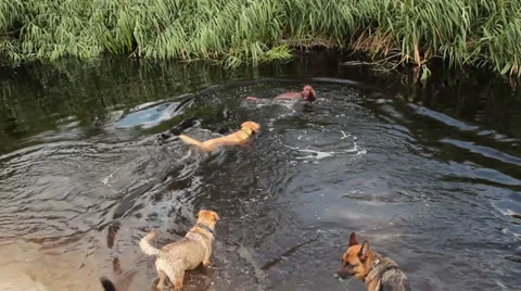 Dogs playing in the water Stock Footage 26552009