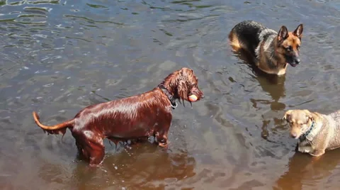 Dogs playing in water Stock Footage 29679313
