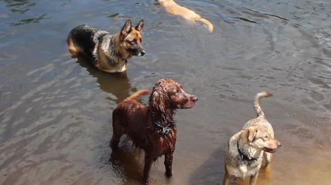 Dogs playing in water Stock Footage 29679337