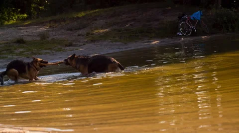 Dogs playing in water Stock Footage 58669535