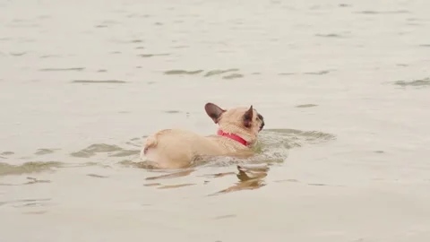 Dogs playing in the water. Stock Footage 283704850