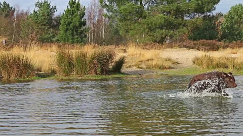 Dogs playing in the water, running and splash in the lake Vídeos de archivo 58265053