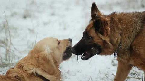 Dogs playing while it's snowing 스톡 동영상 23927941