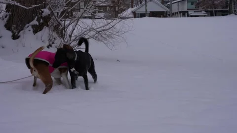 Dogs Playing in Winter Field Stock Footage 305956768