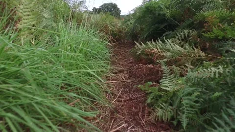 Dog's point of view moving through bushes Stock-Footage 138956287