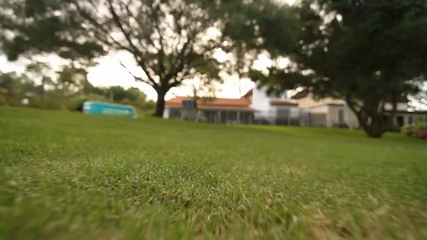 Dog's point of view POV. Low angle point of view POV of bee or dog Stock Footage 71405562