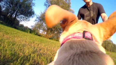 Dog's point of view. Young man running with a dog in the park Stock Footage 93307748