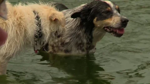 Dogs in pond Stock Footage 82916617