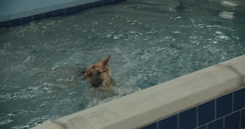 Dogs At The Pool In Slow Motion 스톡 동영상 105177512