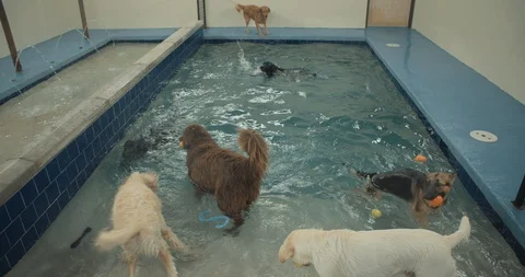Dogs At The Pool In Slow Motion Vídeo Stock 105181049
