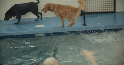 Dogs At The Pool In Slow Motion 動画素材 105181119