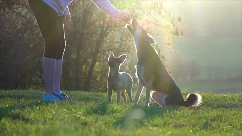 Dogs practice commands at sunset. Stock Footage 145146477