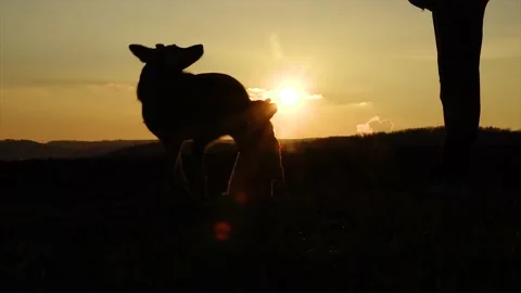 Dogs practicing commands at sunset Stock Footage 146381827