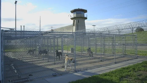 Dogs in Prison Stock Footage 94717338