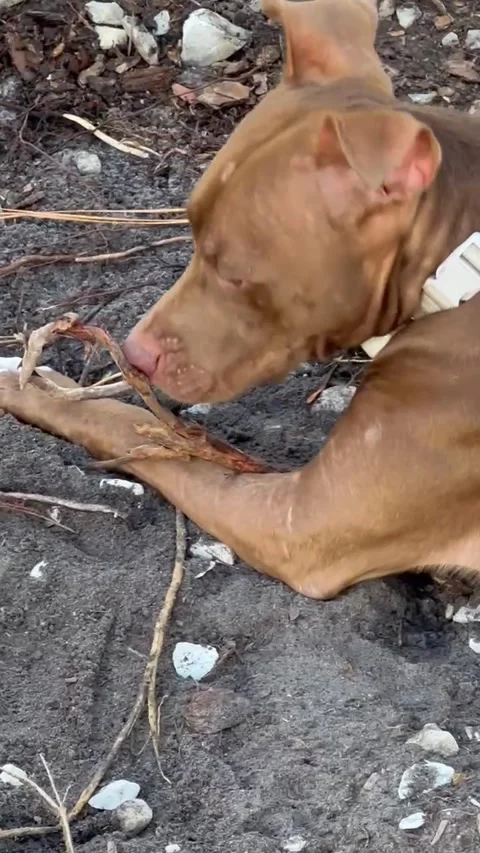 A Dog's Prized Stick Stock Footage 313292154