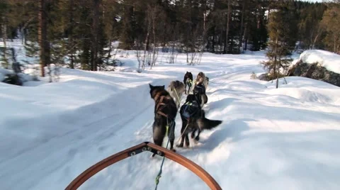 Dogs pull dog sled by a winter forest trail in Hemsedal, Norway. Stock Footage 61468556