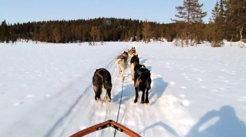 Dogs pull dog sled by a winter trail in Hemsedal, Norway. Stock Footage 61468716