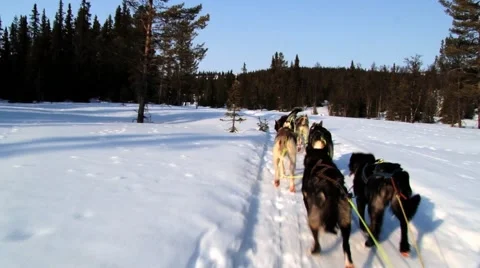 Dogs pull dog sled by a winter forest trail in Hemsedal, Norway. Stock Footage 61469062