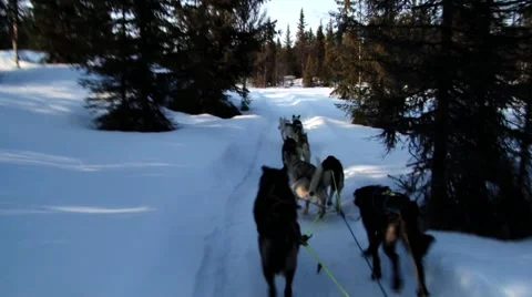 Dogs pull dog sled by a winter forest trail in Hemsedal, Norway. Video stock 61469066