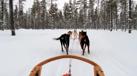 Dogs pull sledge by the winter forest trail in Saariselka, Finland. Stock Footage 61102035
