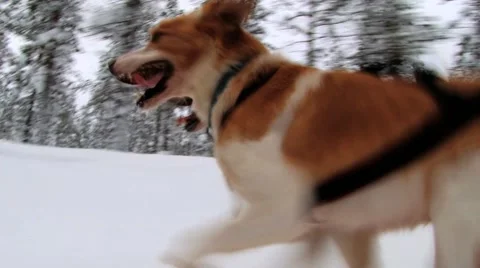 Dogs pull sledge by the winter forest trail in Saariselka, Finland. Stock Footage 61102160