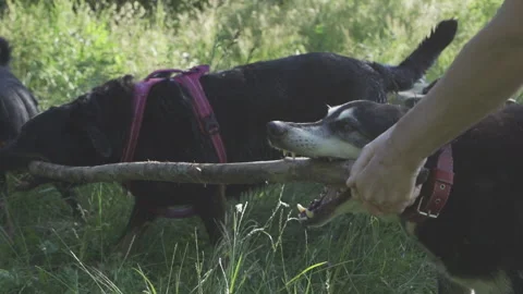 Dogs pulling a bitting a wood stick Stock Footage 130496977