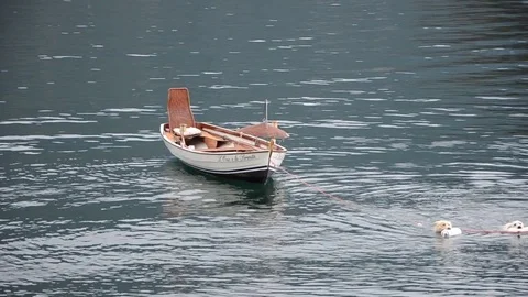 Dogs pulling boat out of Lake Como vol2 Stock Footage 73835005