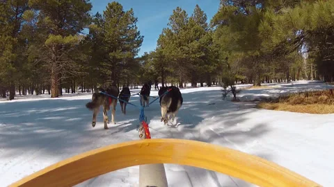 Dogs pulling sled in the snow Stock Footage 255878283