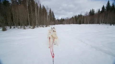 Dogs pulling the sled in snowy forest during winter Stock Footage 116785042
