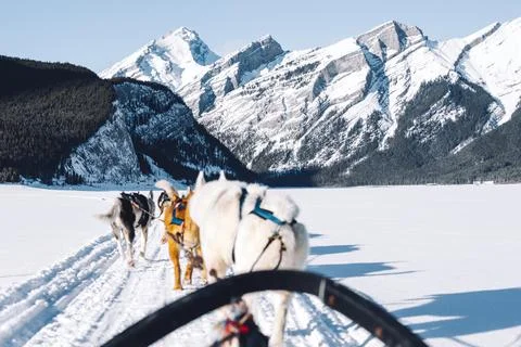 Dogs pulling a sledge, Spray Lakes, Kananaskis Country, Canmore, Alberta, Canada Stock Photos