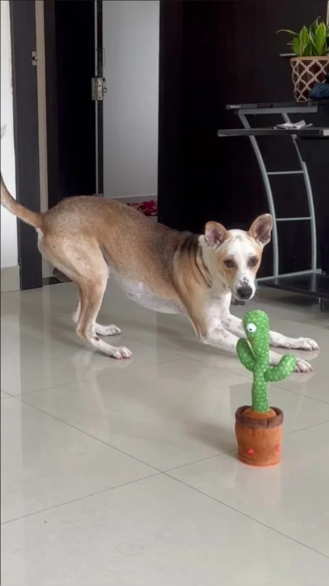 Dogs React to Talking Cactus Toy, Ujjain, Madhya Pradesh, India - 06 Aug 2023 Video stock 249014803