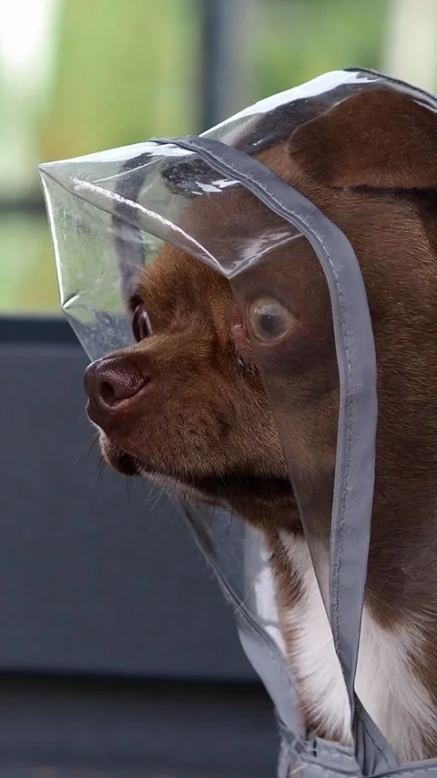 The dog's red muzzle peeks out from under a transparent protective raincoat. Por Stock Footage 314206266