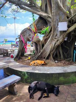 Dogs relax under a large tree near a busy area with colorful decorations an.. Stock Photos