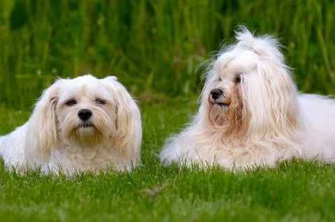 Dogs resting on grass Foto stock