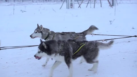 Dogs in riding gear Stock Footage 101338349