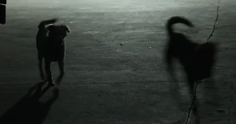 Dogs on a road Night Stock Footage 303943371
