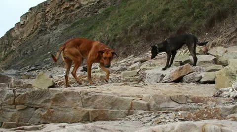 Dogs on a rock Stock Footage 12051054