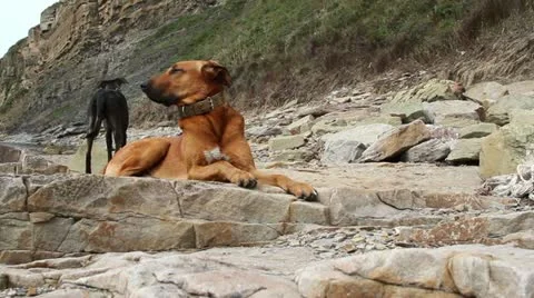 Dogs on a rock Stock Footage 12051142
