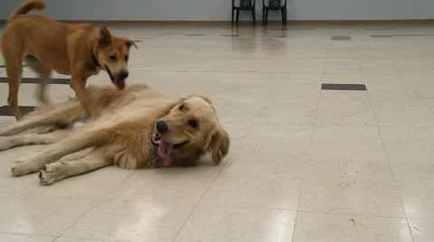 Dogs in a room 動画素材 12009308