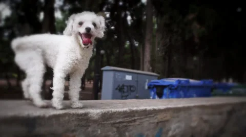 Dogs run and jump Stock Footage 30294152