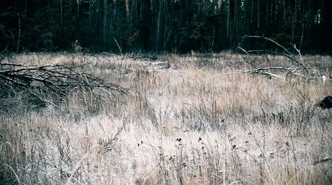 Dogs run in winter Stock Footage 66811222